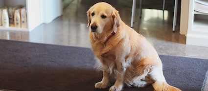 boende sundsvall med hund boende sundsvall med hund