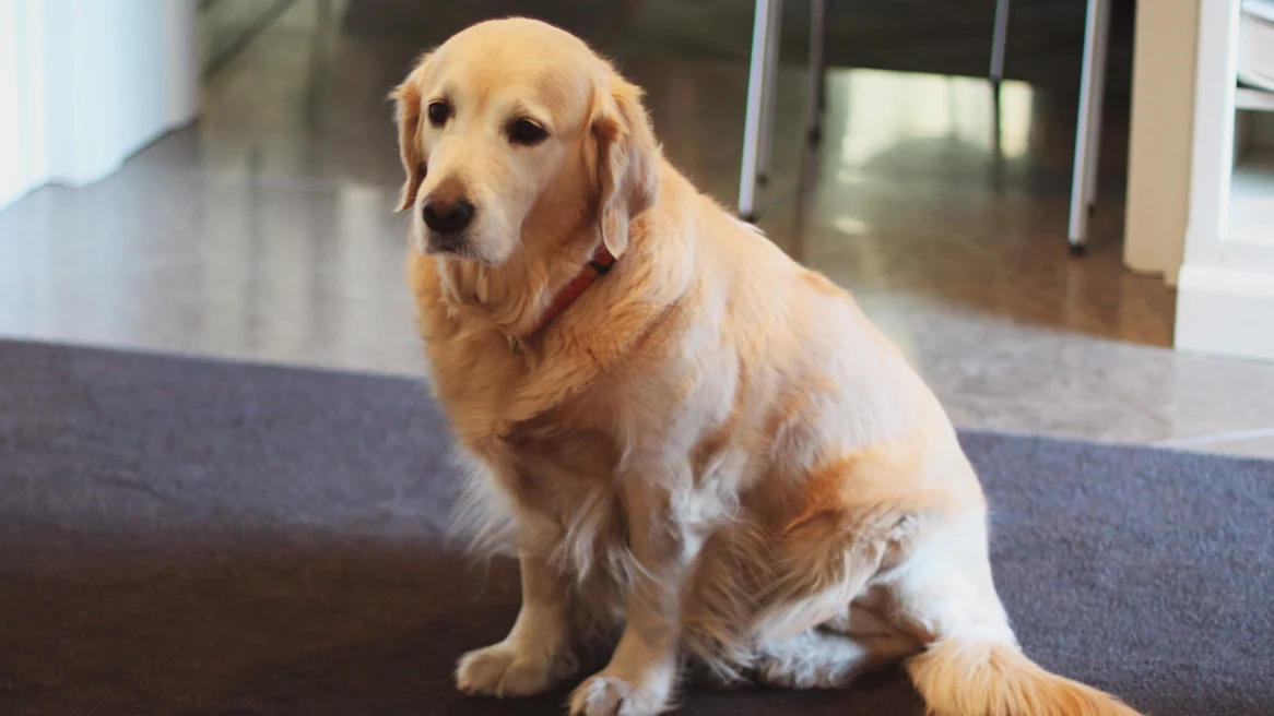 hund som sitter på en matta